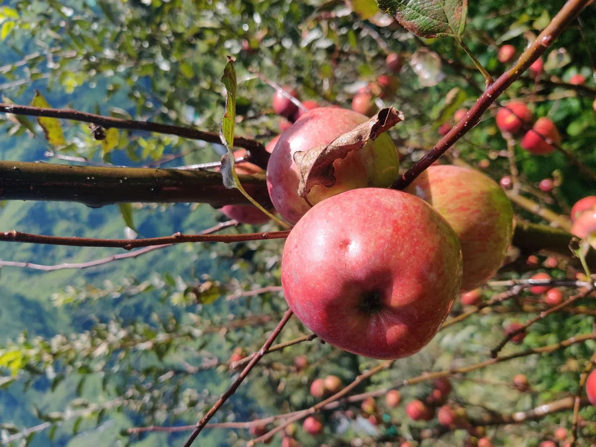 Apples clustered along a branch in the orchard