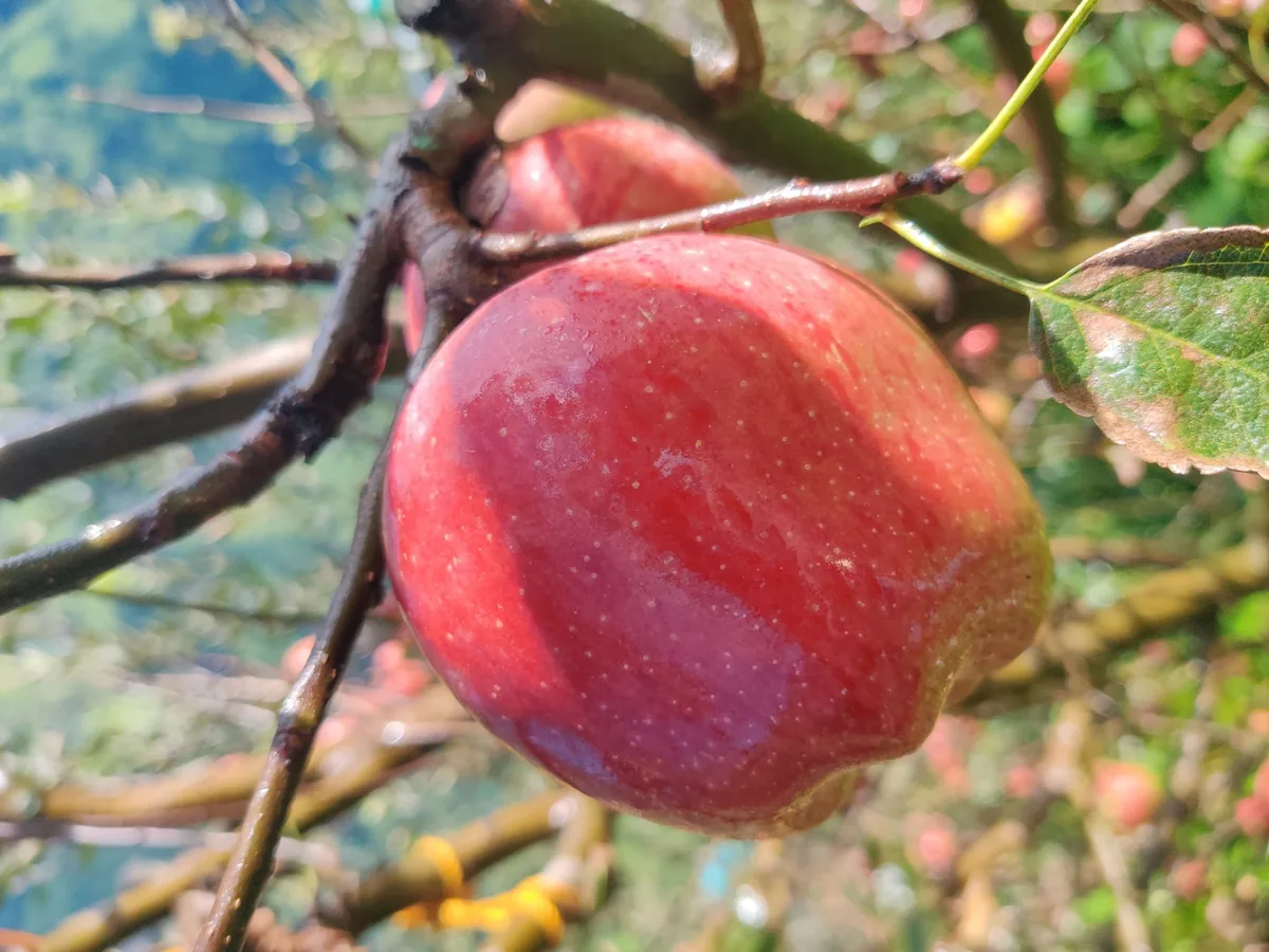 A single A+ Himalayan apple on the branch, ready to pick