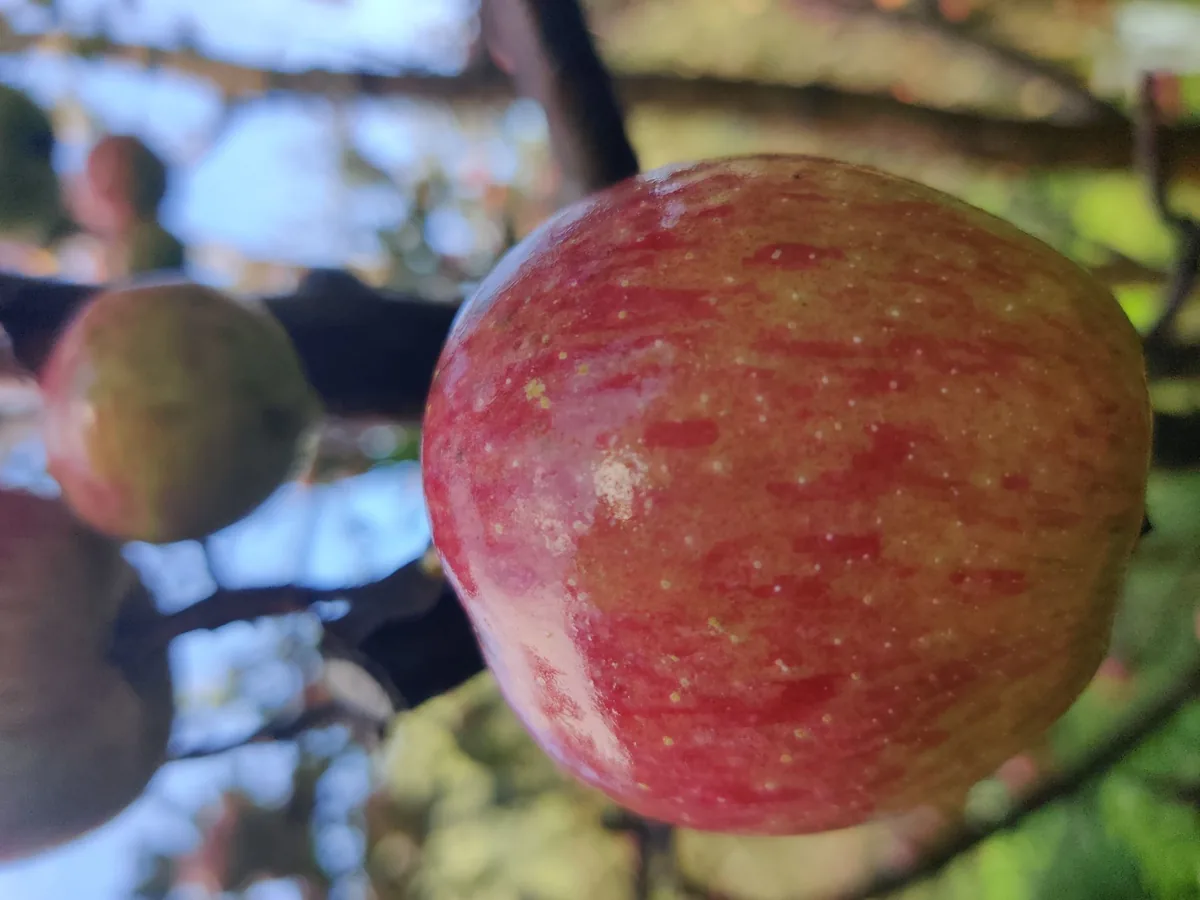An apple on the tree in the first morning light