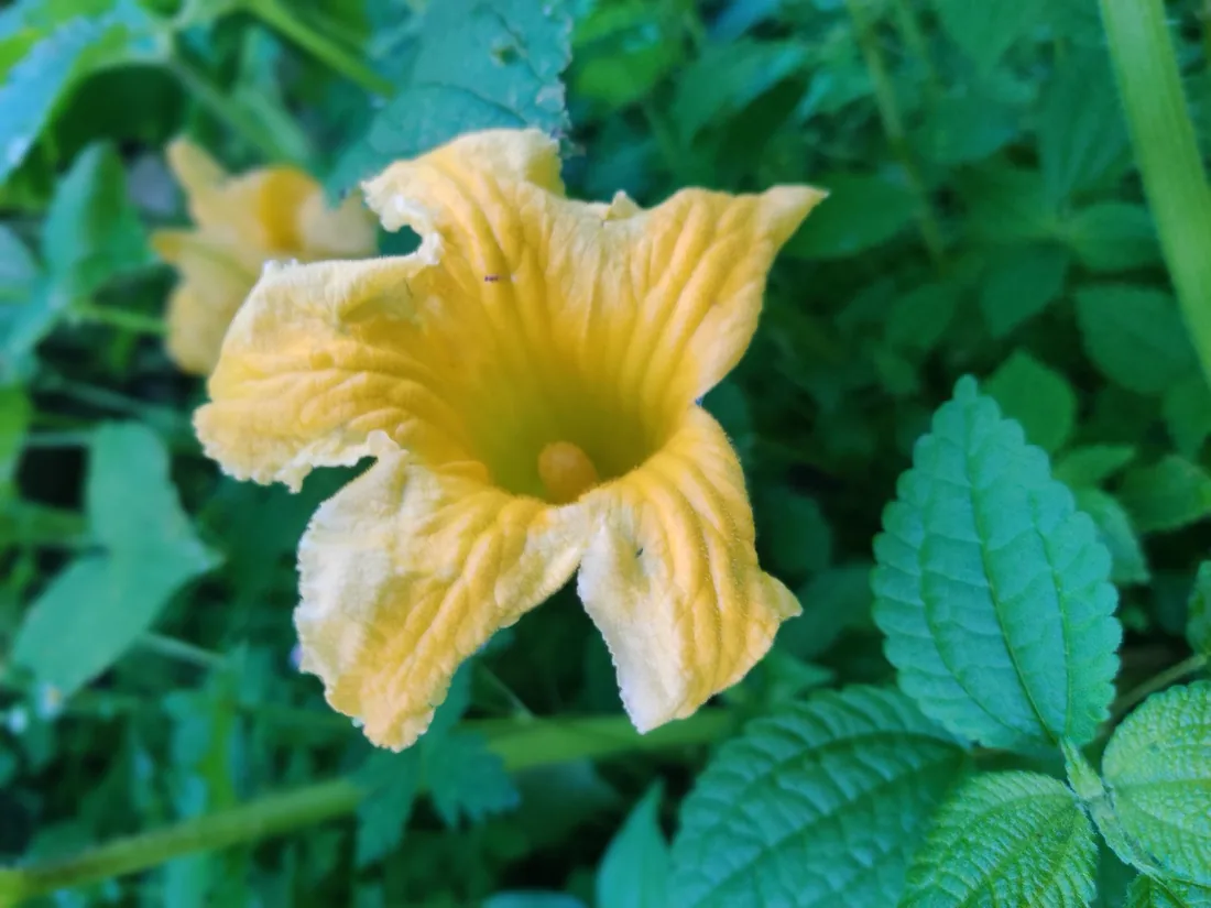 Yellow squash flower growing in the kitchen garden