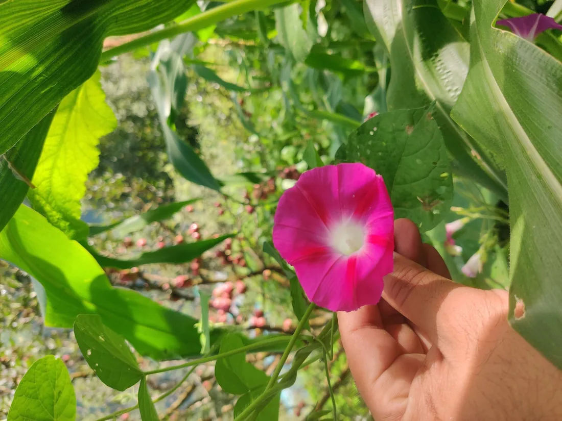 A pink wildflower held in a hand on the orchard path