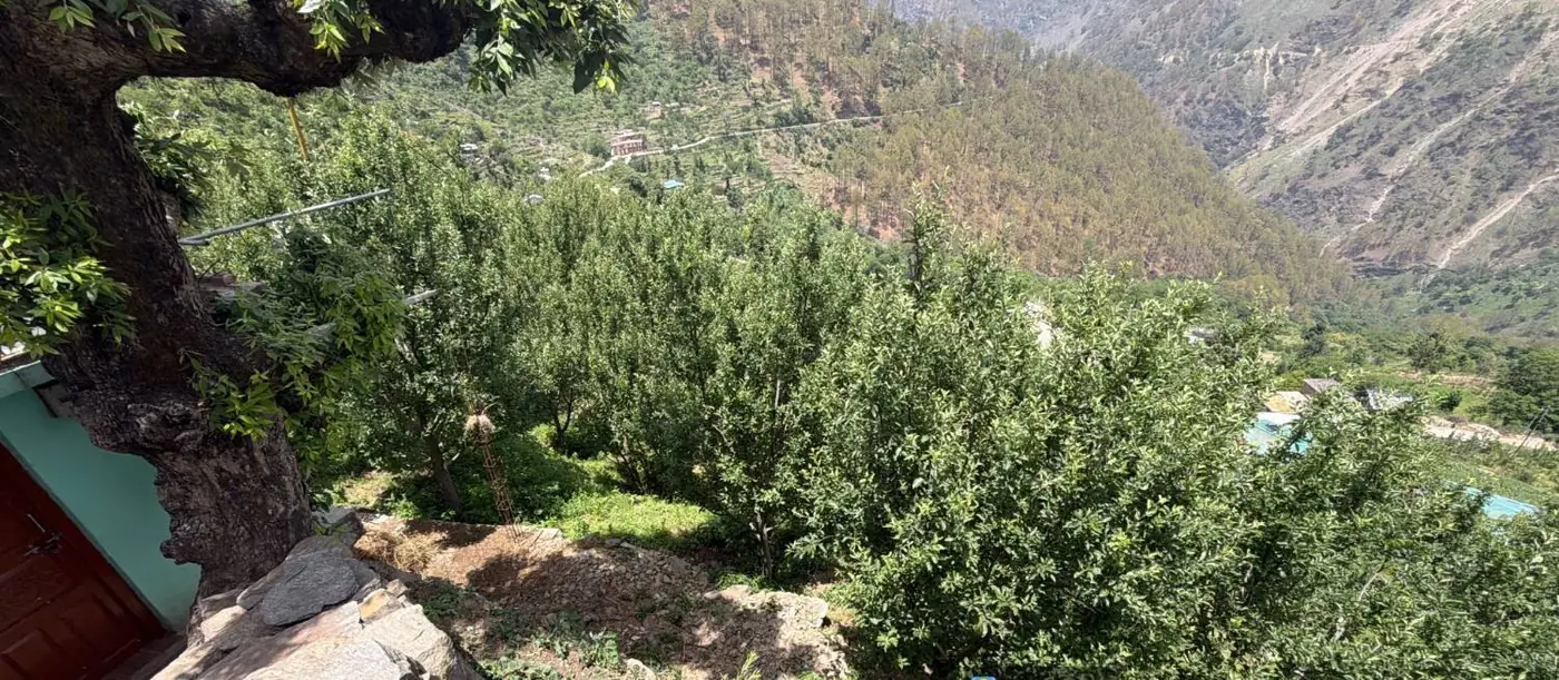 The orchard slope above the valley, where the farm stay sits