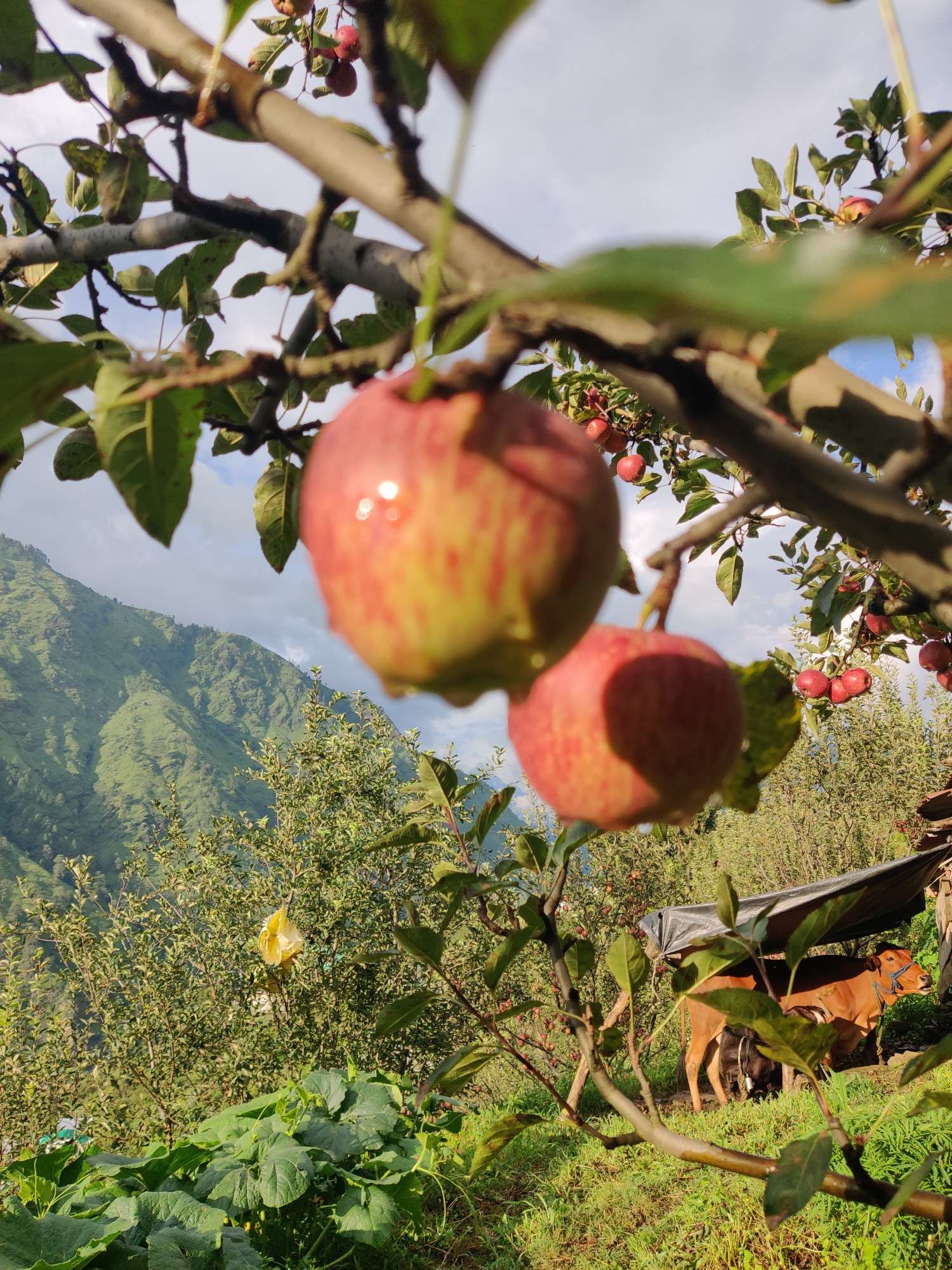 Apple trees in bloom