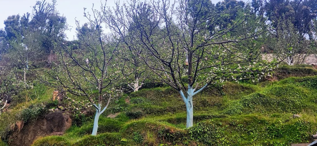 Apple trees in bloom