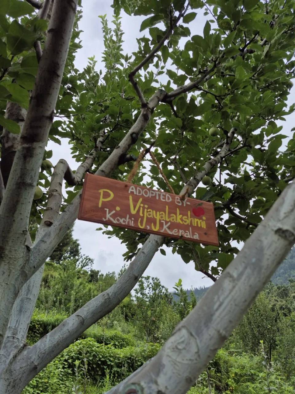 Wooden nameplate on tree