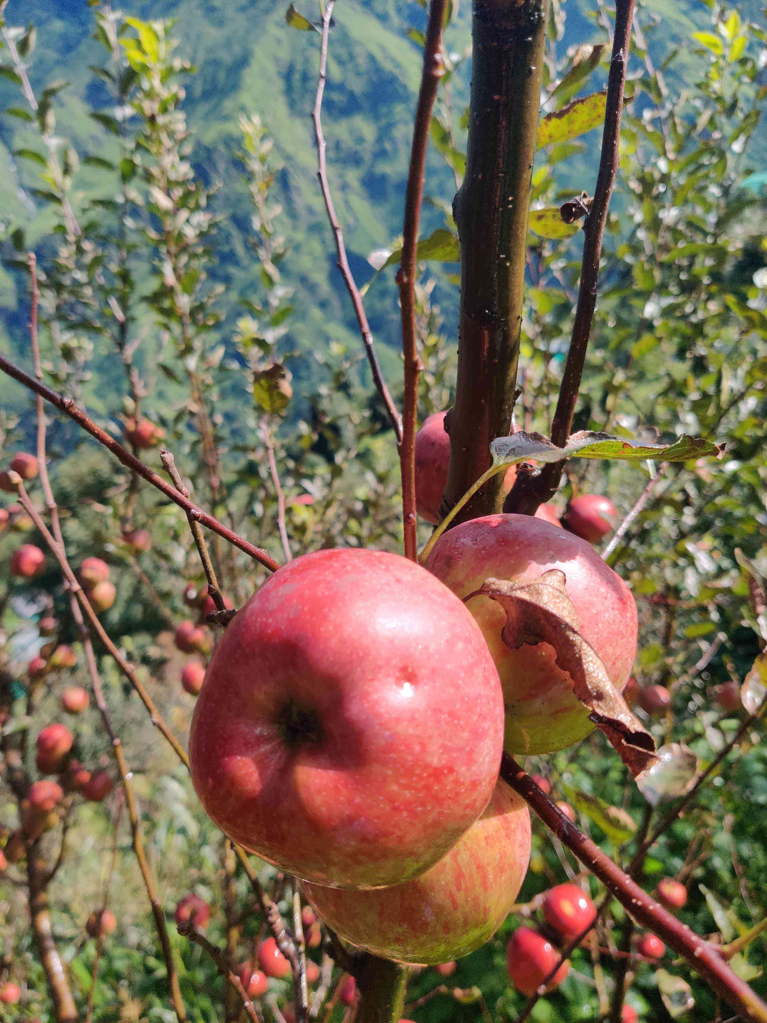 Hand-picked apples