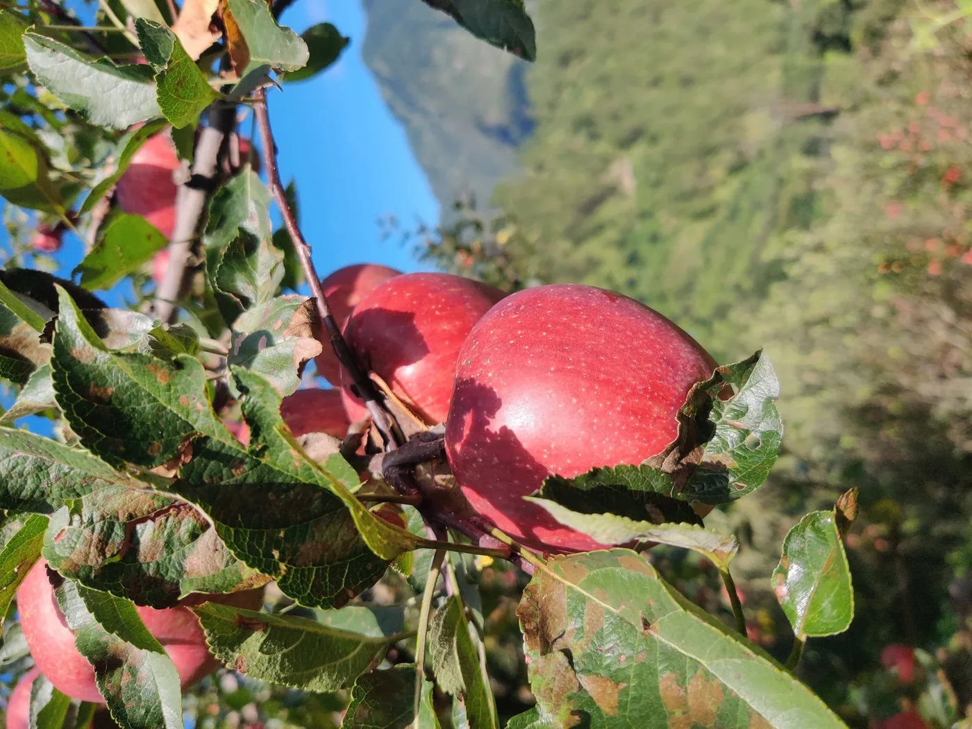 Deep red apples against the Tons Valley sky