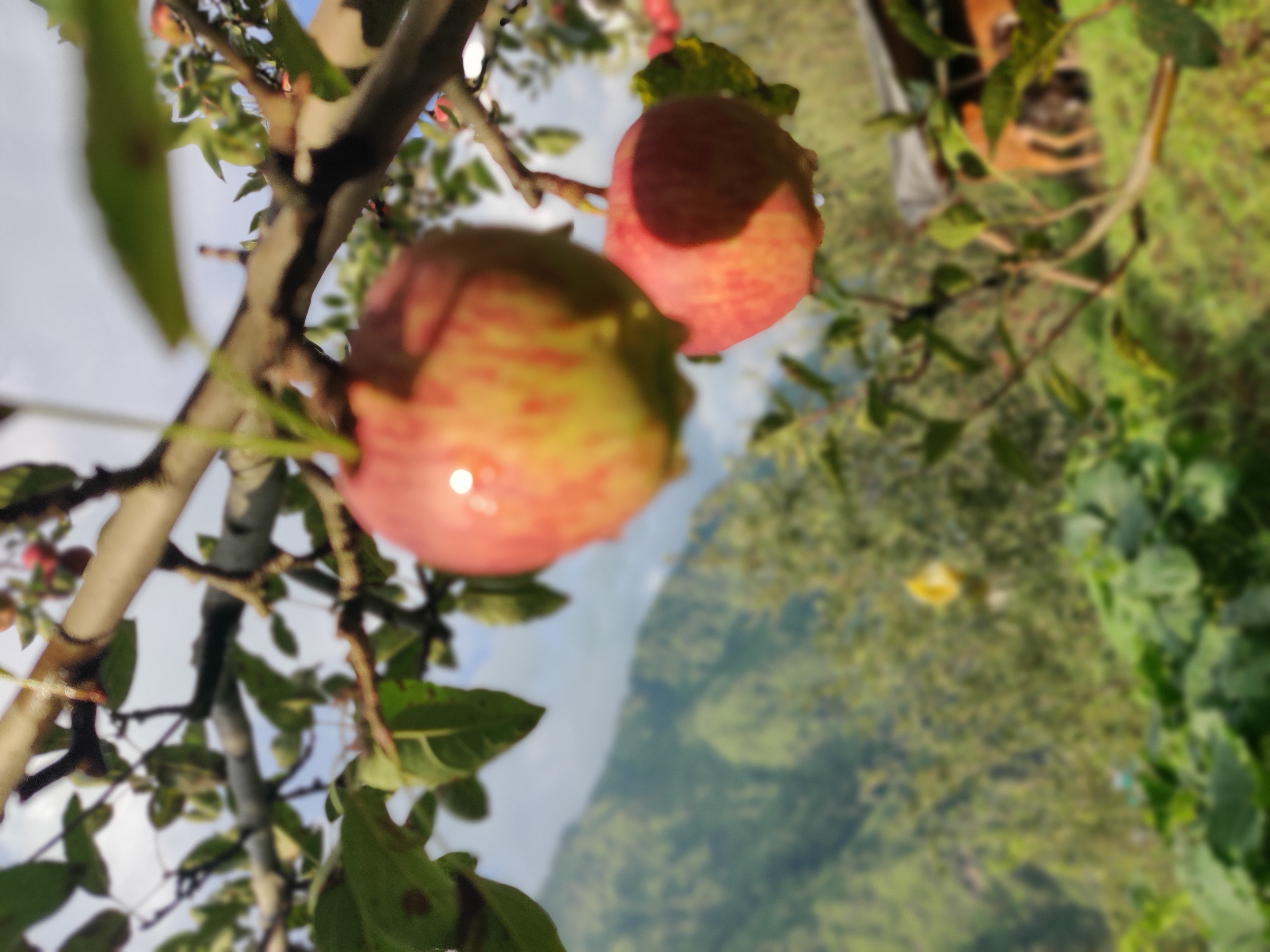 Farmer's hands with apples