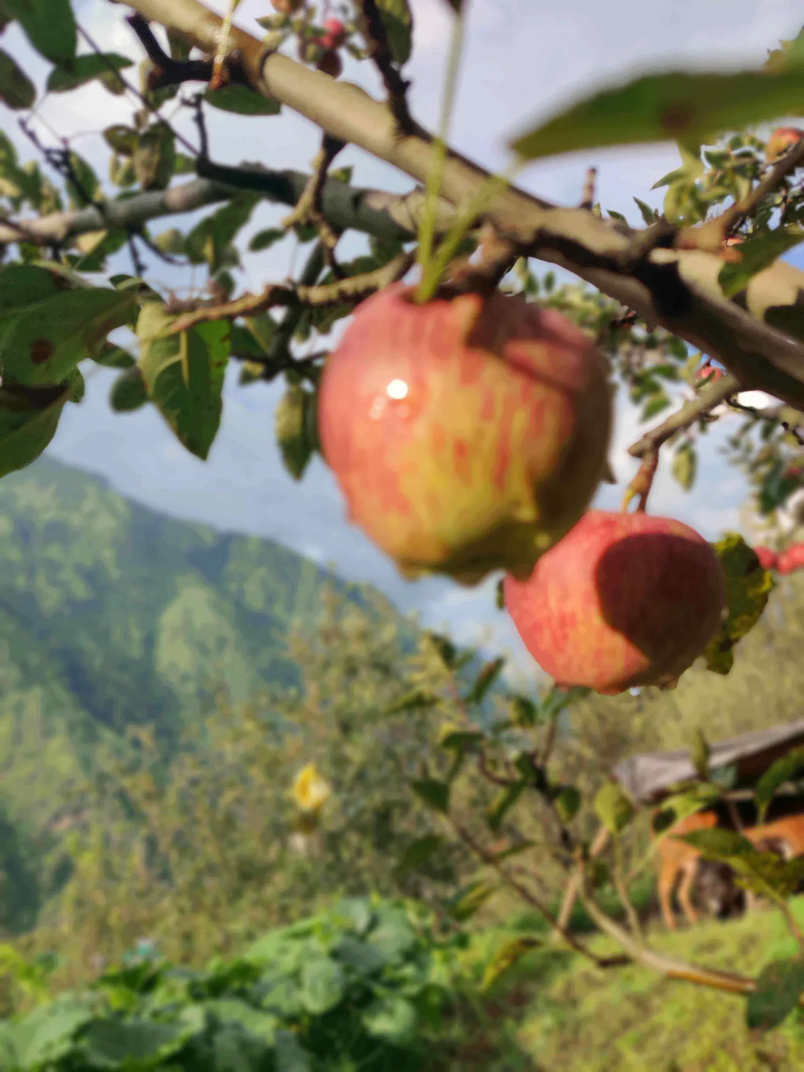Hand-picked apples