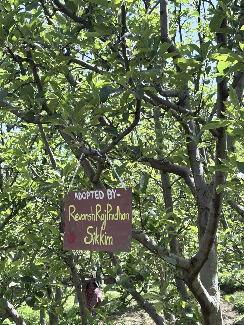 The apple tree adopted by Revansh Raj Pradhan, with its hand-painted nameplate