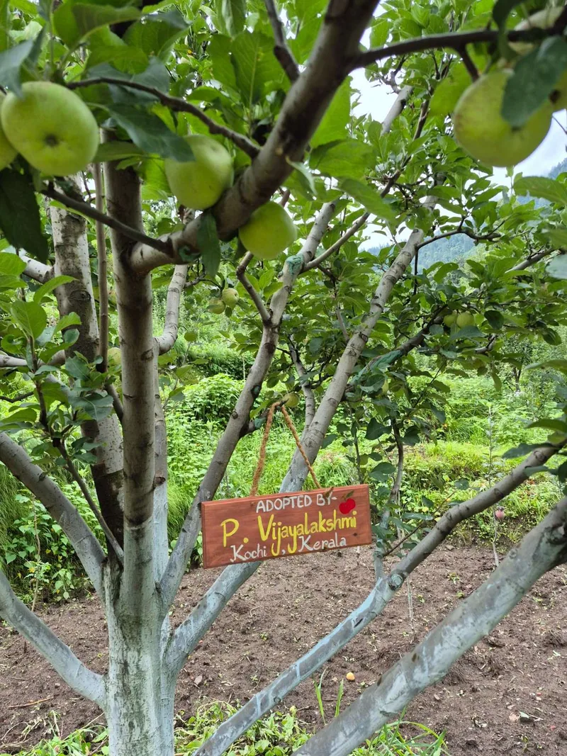 The apple tree adopted by P. Vijayalakshmi, with its hand-painted nameplate